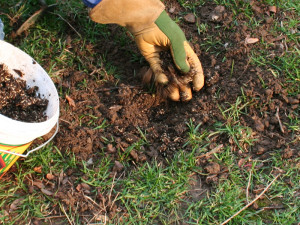 Догляд за газоном всі сезони – зелений килим цілий рік! + відео