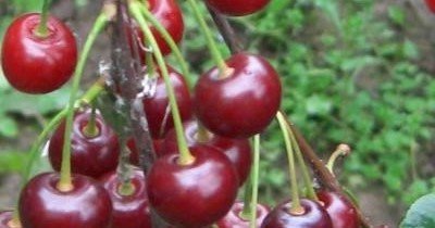 Вишня Молодіжна   опис сорту, фото, посадка й догляд, запилювачі