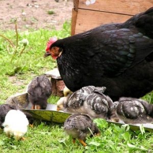 Все про вирощування і догляд курчат в домашніх умовах