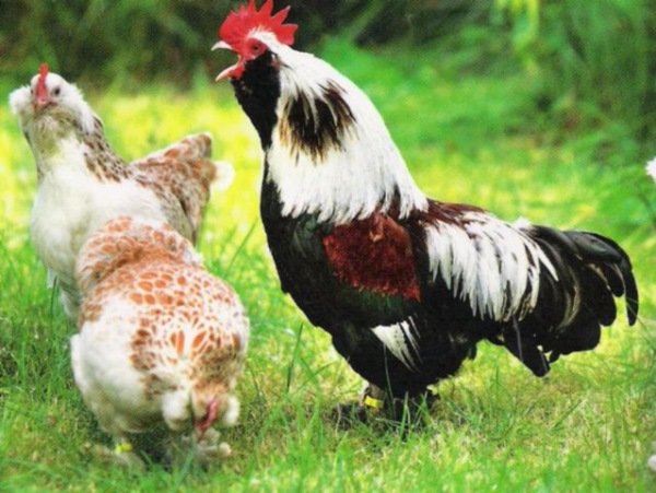 Кури породи Фавероль: красиві і добродушні птахи, здатні дати якісне мясо
