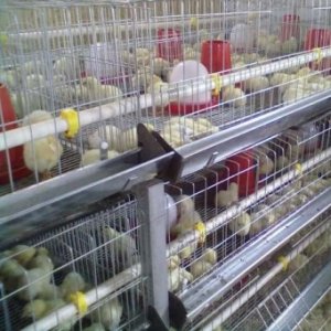 Вирощування курчат бройлерів: секрети вигідного бізнесу