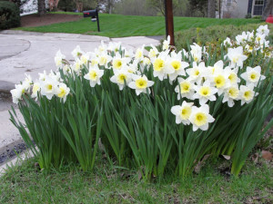 Можна садити нарциси навесні – секрет весняної розсади + Відео Можна садити нарциси навесні – секрет весняної розсади + Відео