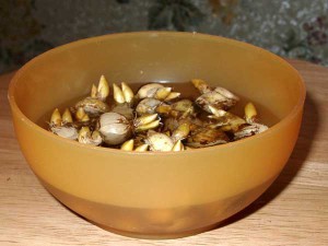 Посадка крокусів навесні – як створити весняний килим з шафрану? + Відео