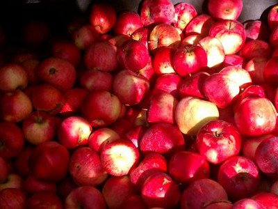Перше місце на міжнародній виставці займала яблуня Апорт