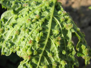 Філоксера винограду – не так страшна, як її бояться! + Відео