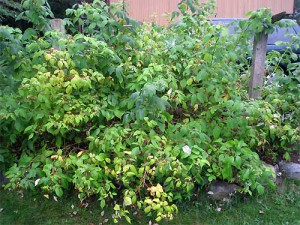 Обрізка малини навесні – що потрібно зробити для гарного врожаю? + Відео