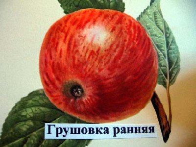 Яблуня Грушівка рання (Покращений)   популярний сорт дачників