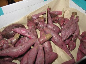 Посадка жоржин навесні – до чого бути готовим садівникові + Відео