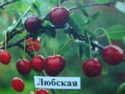 Вишня Любська: опис сорти з високою врожайністю