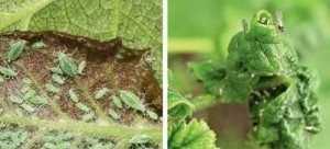 Обробка смородини навесні – чим обприскувати кущі? + відео