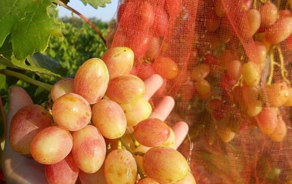 Виноград Анжеліка: опис сорту і фото, історія селекції, характеристики, хвороби і шкідники