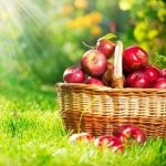 Вишня Маяк   довгожитель серед вишень, опис сорту та фото