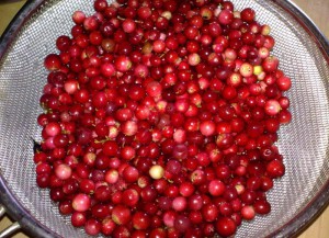 Брусниця – лікувальні властивості і протипоказання +Відео