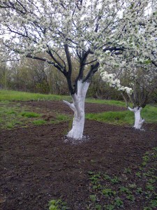 Весняна обробка саду – що застосовувати для роботи? + відео