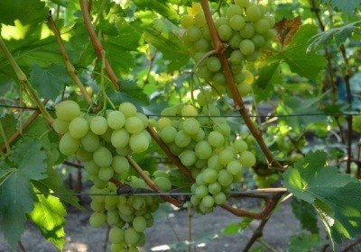 Виноград Спонсор: опис сорту, докладні характеристики і фото