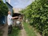 Обприскування винограду від хвороб – ефективні препарати + Відео