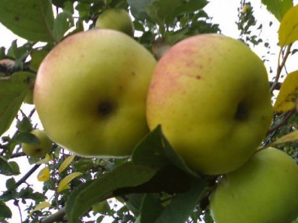 Яблуня Березнева: опис та фото сорту, посадка і догляд
