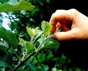 Обрізка дерев влітку – особливості літнього укорочення + Відео Обрізка дерев влітку – особливості літнього укорочення + Відео