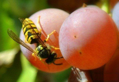 Виноград Водограй: опис сорту, фото, шкідники та детальна характеристика