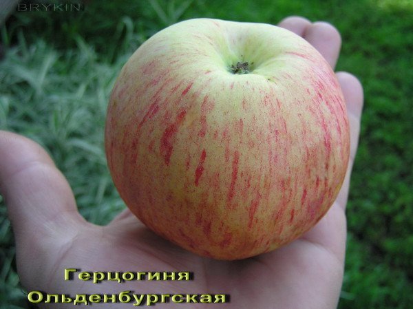 Сорт яблук Боровинка: опис характеристик і фото