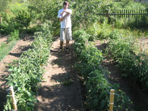 Вирощування помідорів у відкритому грунті – готуємося до урожаю + відео