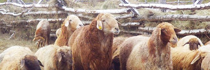 Будуємо хлів для овець своїми руками – поради, пояснення + Відео