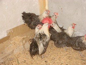 Кури Кампин сріблястий   продуктивність і краса на подвіря