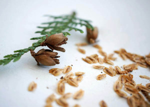 Посадка туї навесні – вчимося садити і пересаджувати туї + Відео