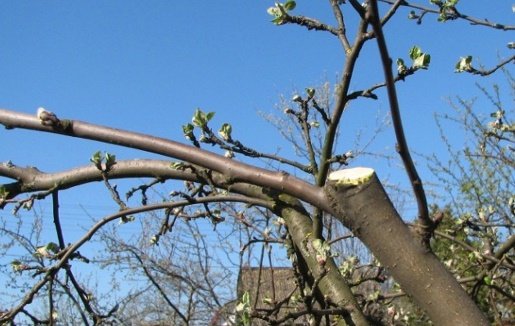 Яблуня Дочка Папировки: повне опис сорту, посадка, догляд