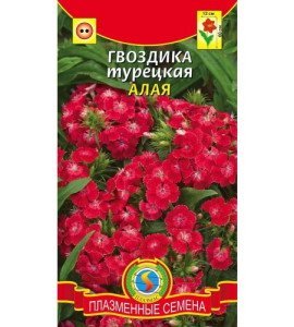 Турецька гвоздика – правильне вирощування та особливості догляду +Відео
