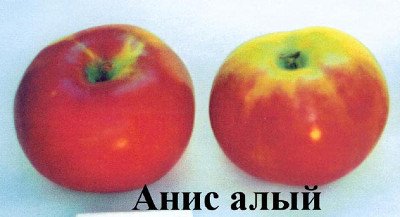 Невибаглива і морозостійка яблуня Аніс Червоний