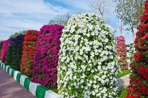 Схема посадки квітів на клумбі – переносимо думки на папір + Відео