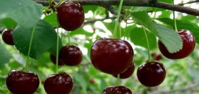 Невибаглива вишня Щедра з великою кількістю переваг