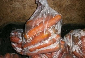 Як зберігати моркву в підполі – ефективна технологія зберігання + Відео