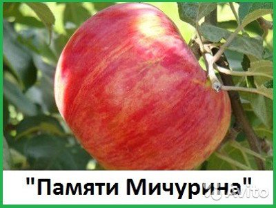 Як, де і в який час садити яблуні сорту Память Мічуріна?