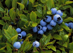 Компот з чорниць на зиму – смачні заготовки, прості рецепти + Відео