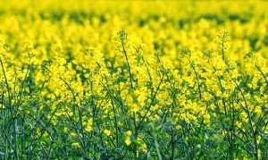 Ріпак як добриво для городу – удобрюємо без витрат і праці + Відео
