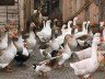 Сарай для гусей своїми руками – будуємо приміщення для птиці + Відео