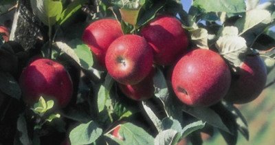 Регулярний урожай і довгі строки зберігання яблук сорту Антей