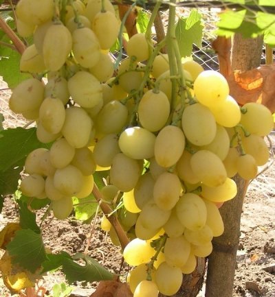 Виноград Благовіст: опис сорту з фото, характеристики і зовнішній вигляд