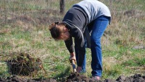 Підживлення картоплі при посадці – закладаємо високий урожай + Відео