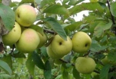 Карликова яблуня Братчуд   родич Чудернацького