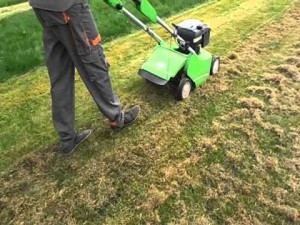 Догляд за газоном всі сезони – зелений килим цілий рік! + відео