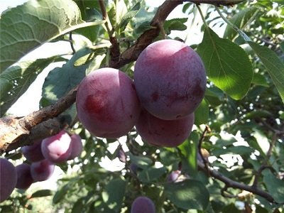 Слива Оленка: докладний опис і фото городости садівників