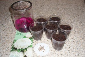 Вирощування огірків у відкритому грунті – хитрощі, прийоми + відео