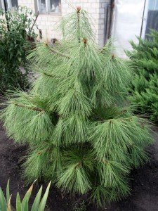 Саджанці хвойних дерев і чагарників – як правильно підібрати? + відео