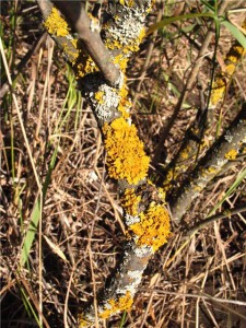 Хвороби плодових дерев: чорний рак – як протистояти? + відео
