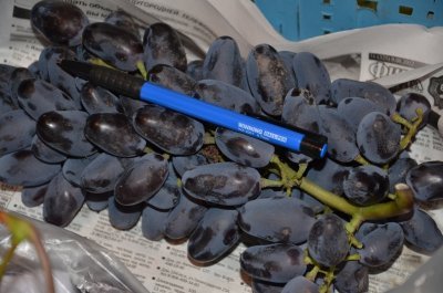 Виноград Байконур: докладний опис перспективного сорту, фото і відео