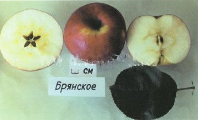 Масу переваг має яблуня сорту Брянське