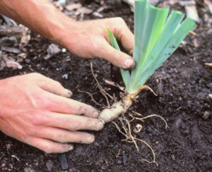 Посадка ірисів навесні – що потрібно для швидкого росту рослин? + відео